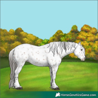 Horse Color:Bay Sabino 