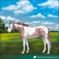 Horse Color:Nacre Brown Roan Splash Tobiano 