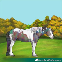 Horse Color:Nacre Grullo Splash Tobiano