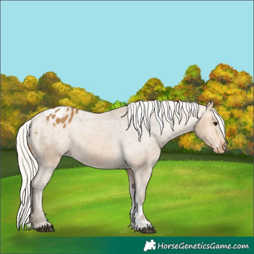 Horse Color:Silver Buckskin Sabino Appaloosa 