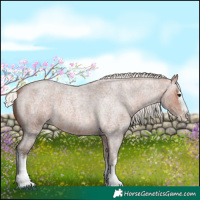 Horse Color:White Spotted Silver Bay Roan Splash Appaloosa