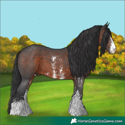 Horse Color:Brown Sabino