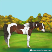 Horse Color:Liver Chestnut Splash Tobiano 