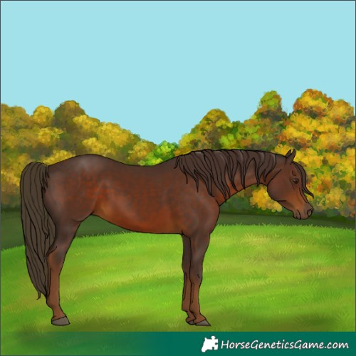 Horse Color:Liver Chestnut 