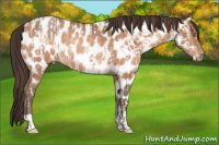 Horse Color:Amber Champagne Appaloosa and Amber Champagne Appaloosa