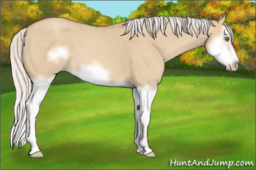 Horse Color:Silver Classic Champagne Dun Splash Frame 