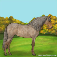 Horse Color:Chocolate Palomino Roan