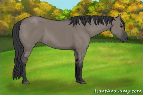 Horse Color:Grullo Sabino Rabicano