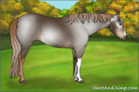 Horse Color:Gray Chocolate Palomino 
