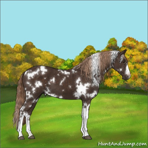 Horse Color:White Spotted Liver Chestnut 