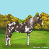 Horse Color:White Spotted Liver Chestnut 