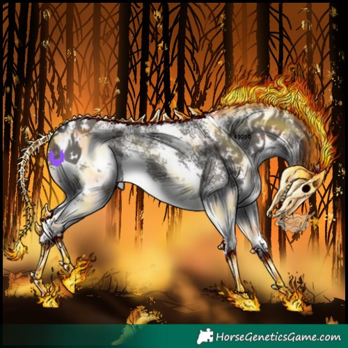 Horse Color:Grullo Sabino Splash 