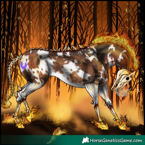 Horse Color:White Spotted Bay Splash Rabicano 