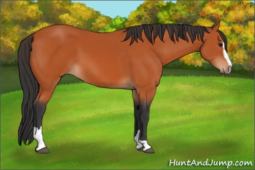 Horse Color:Bay Sabino 