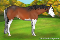 Horse Color:Brown Sabino Splash 