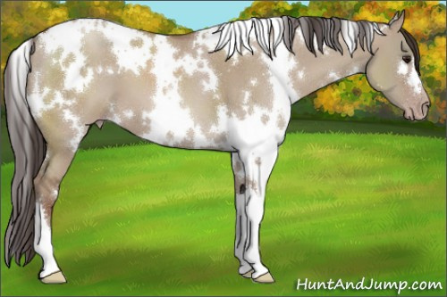 Horse Color:White Spotted Classic Champagne Dun 
