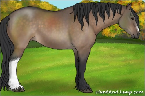Horse Color:Brown Dun 