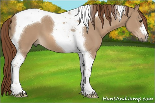 Horse Color:Red Dun Tobiano 