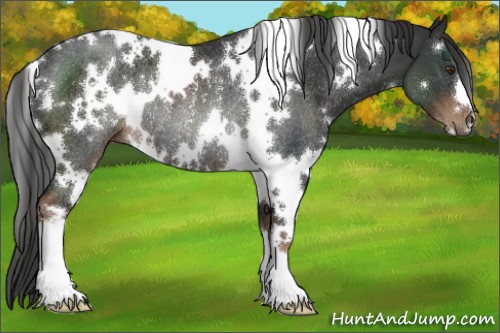 Horse Color:White Spotted Liver Chestnut Rabicano 