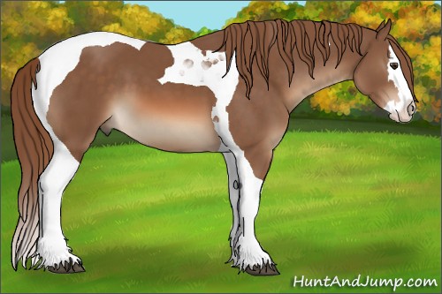 Horse Color:Chestnut Sabino Splash Tobiano 