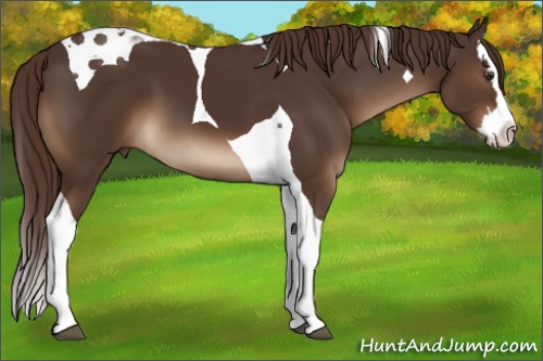 Horse Color:Liver Chestnut Splash Tobiano 