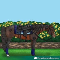 Horse Color:Brown Varnish 