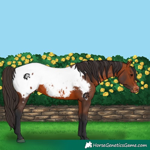 Horse Color:Bay Appaloosa