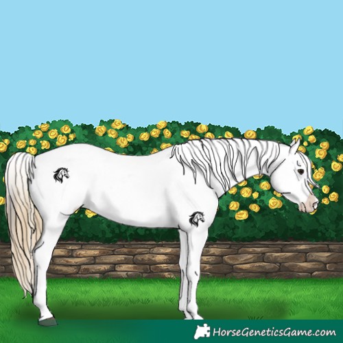 Horse Color:Buckskin Appaloosa