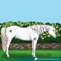 Horse Color:Buckskin Appaloosa