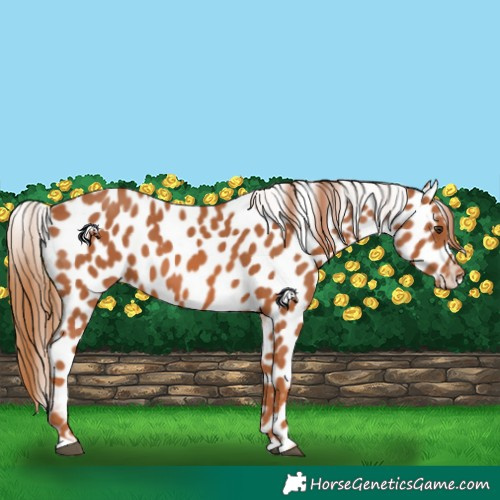 Horse Color:Chestnut Appaloosa 