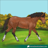 Horse Color:White Spotted Bay 
