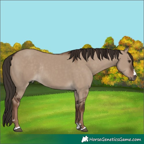 Horse Color:Liver Red Dun Rabicano