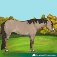 Horse Color:Liver Red Dun Rabicano 