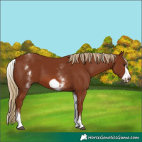 Horse Color:White Spotted Chestnut Frame 