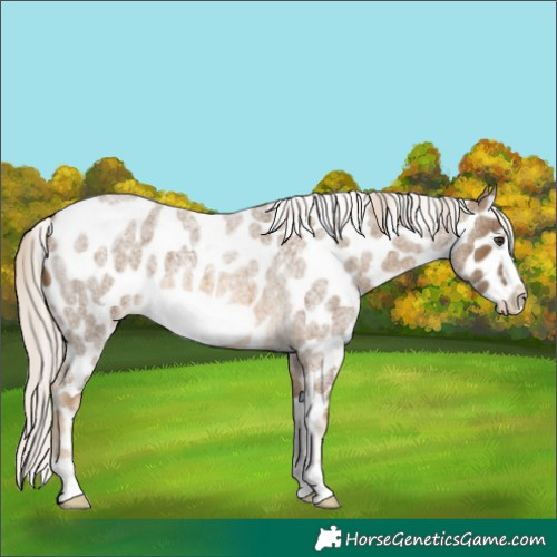 Horse Color:Chocolate Palomino Roan Frame Appaloosa 