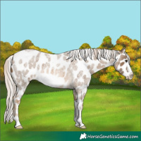 Horse Color:Chocolate Palomino Roan Frame Appaloosa 