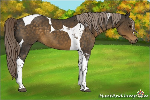 Horse Color:Chocolate Palomino Tobiano