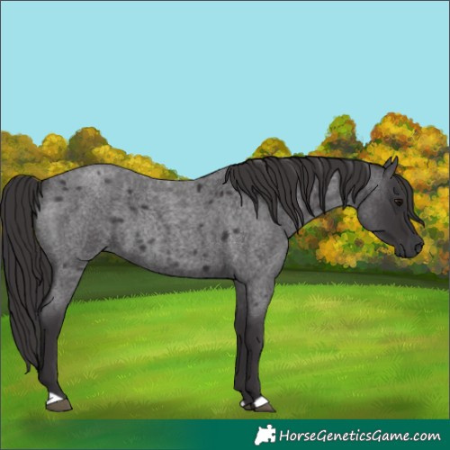 Horse Color:Smoky Blue Roan 