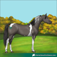 Horse Color:Smoky Grullo Tobiano 