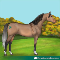 Horse Color:Bay Dun Tobiano 