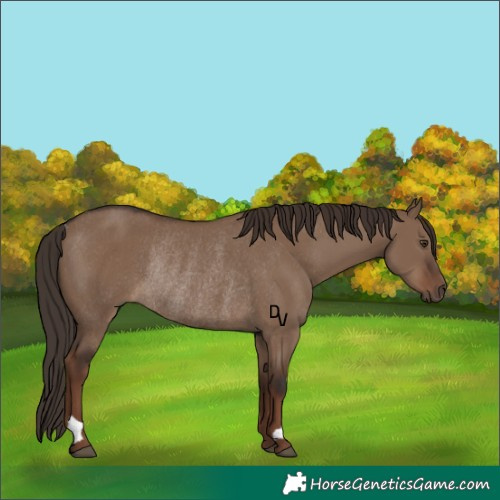 Horse Color:Liver Red Dun Rabicano 