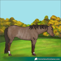 Horse Color:Liver Red Dun Rabicano 