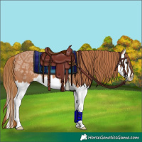 Horse Color:Chestnut Ice Splash Rabicano 