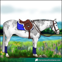 Horse Color:White Spotted Black Ice Splash Appaloosa 