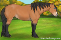 Horse Color:Bay Splash Frame