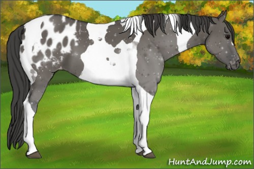 Horse Color:Grullo Tobiano Appaloosa 