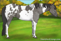 Horse Color:Grullo Tobiano Appaloosa 