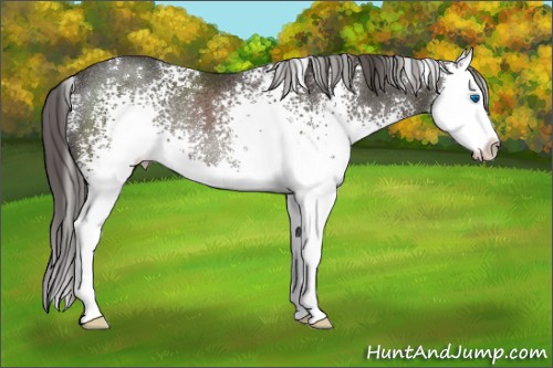 Horse Color:White Spotted Smoky Black Splash Rabicano 