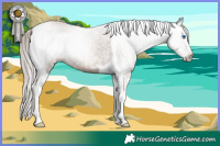 Horse Color:Gray Black Pearl Sabino Splash Tobiano Rabicano 