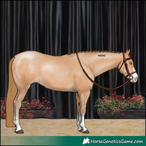 Horse Color:Bay Pearl 